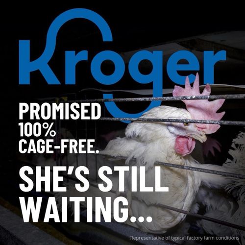 Chickens in a small dark cage. A flashlight shines bright on them. "Kroger promised 100% cage-free. She's still waiting..."