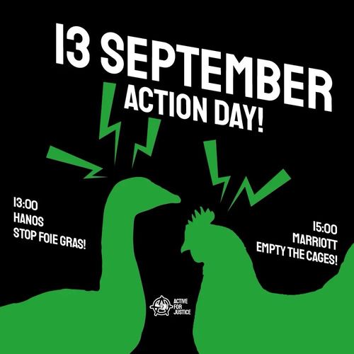 13 SEPTEMBER
ACTION DAY!

(silhouettes of a duck or geese, and a chicken) 

13:00
HANOS
STOP FOIE GRAS!

15:00
MARRIOTT
EMPTY THE CAGES!

ACTIVE FOR JUSTICE